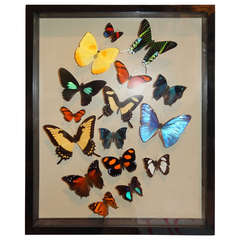 A Group of Natural Butterflies (16)