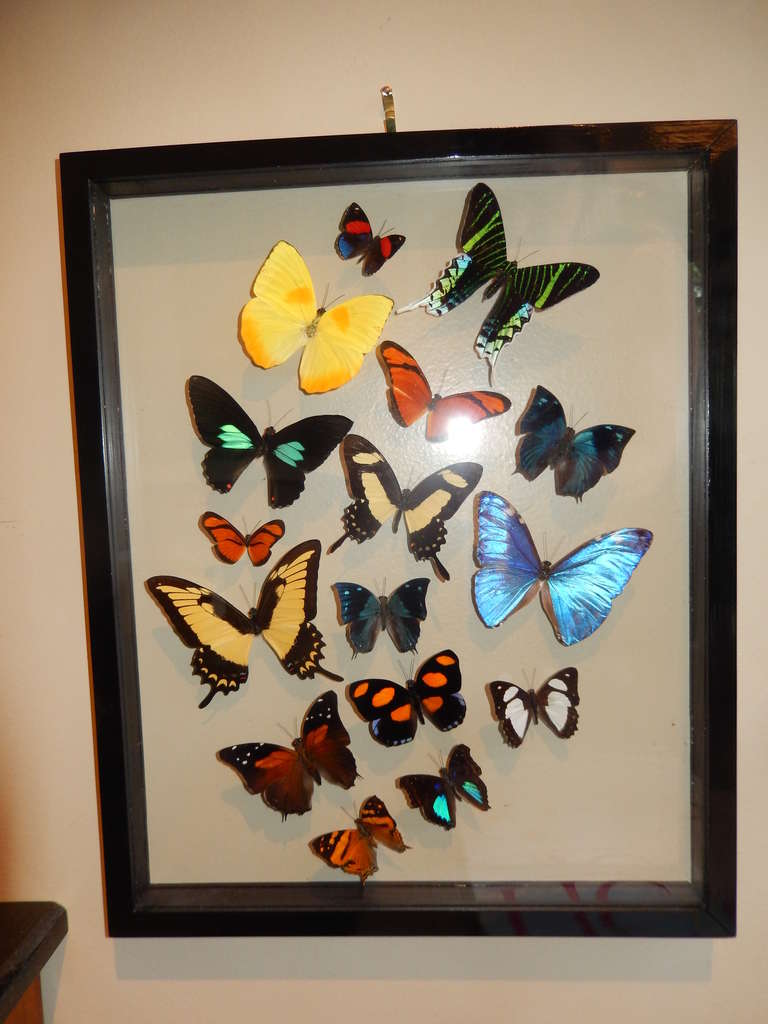 Butterflies from around the world (16) cased in a black wood lacquered frame. The glass is inset on both the back and front, the taxidermy work is of the best quality, no show of glues or any marks on glass; they appear to be flying.