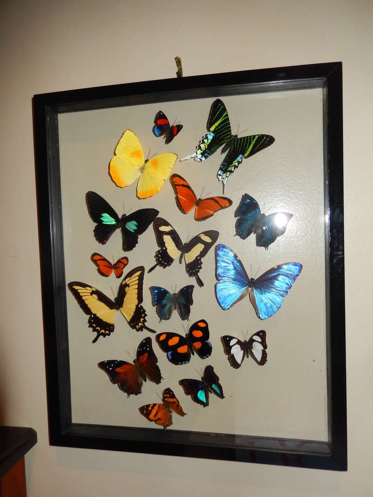 Modern A Group of Natural Butterflies (16)