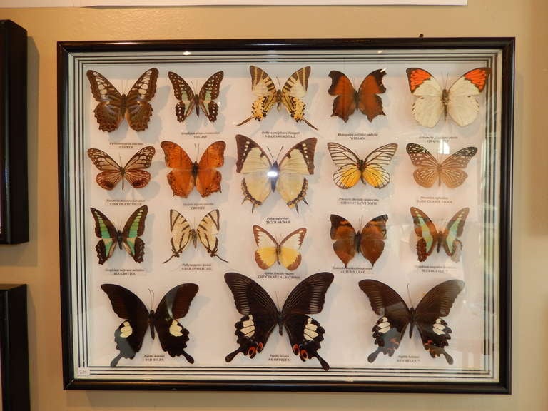 A great group of butterflies from around the world,there are 18 in all,with their names listed under each one.Framed in a black wooden frame,all in mint condition.Please check out our other butterfly groups,insects and large bugs,in the other
