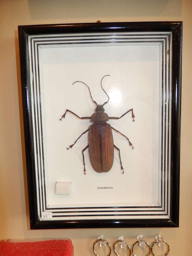 A large real Longhorn Beetle in a black wooden frame. The beetle measures 5 inches long.. Please check out our other insects, bugs and fabulous butterfly group listings.