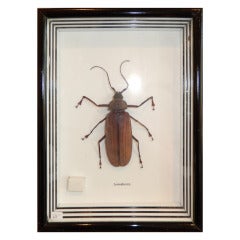 A Vintage Natural Large Longhorn Beetle