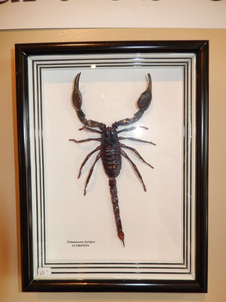 A large real scorpion in a glass and black wood frame. The scorpion measures 7 inches long and is in excellent condition. Please check out our other listings of insects, bugs and butterfly groups.