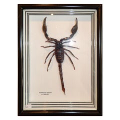 Vintage A Large Natural Scorpion Framed