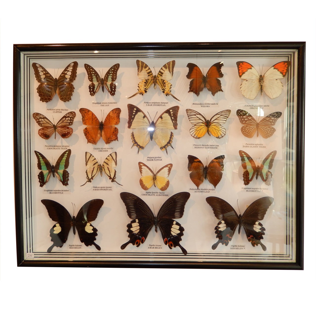 Vintage Group of Real Butterflies