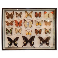 Vintage Group of Real Butterflies