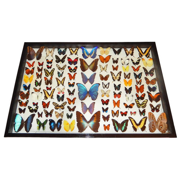One Hundred Natural Cased Butterflies, Taxidermy For Sale at 1stdibs