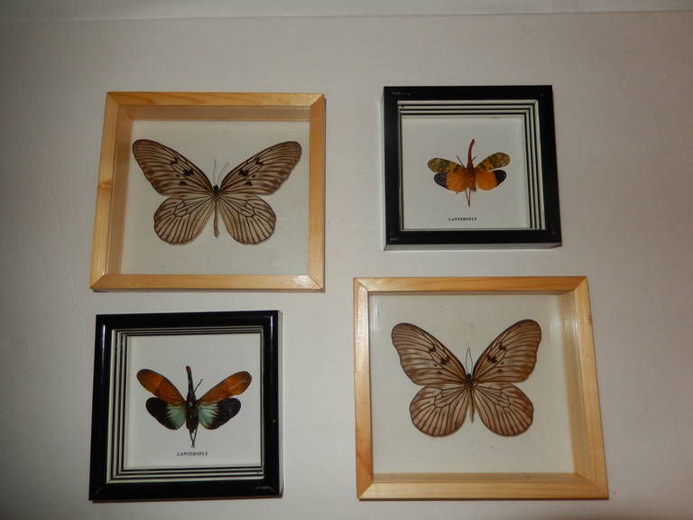 American One Hundred Natural Cased Butterflies, Taxidermy