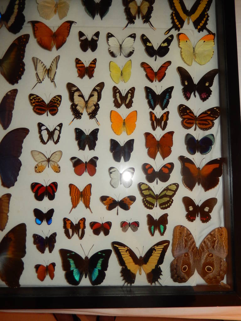 Organic Modern One Hundred Natural Cased Butterflies, Taxidermy