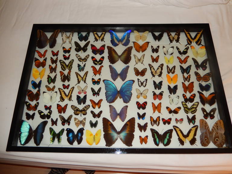 An extraordinary group of 100 taxidermy butterflies from around the world.
Cased in a black wooden frame. Excellent premium taxidermy work.
Measuring 36.5 inches in width and 26 inches high. The back view and front views show no taxidermy