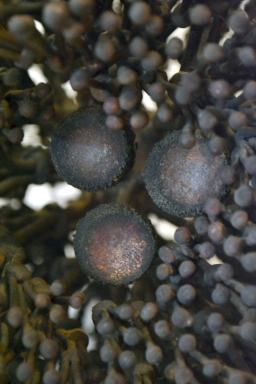 Exquisite Copper and Bronze Bush by Harry Bertoia In Excellent Condition In New York, NY