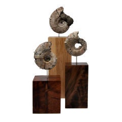 Trio of rare iridescent fossil ammonite - sterling silver mounts