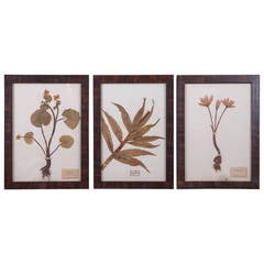 Set of Three Framed Dried Botanicals