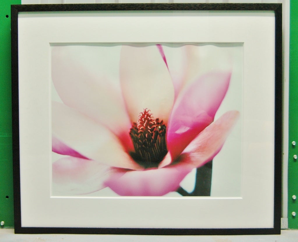 Une photographie de Sung An de la fleur de cornouiller originaire de l'est de l'Amérique du Nord.