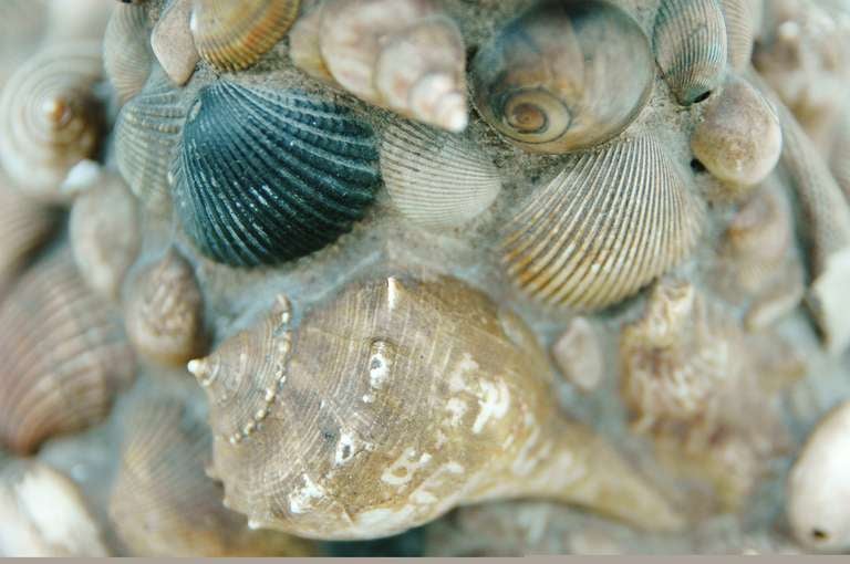A Vintage Shell Table Lamp In Good Condition In NYC, NY
