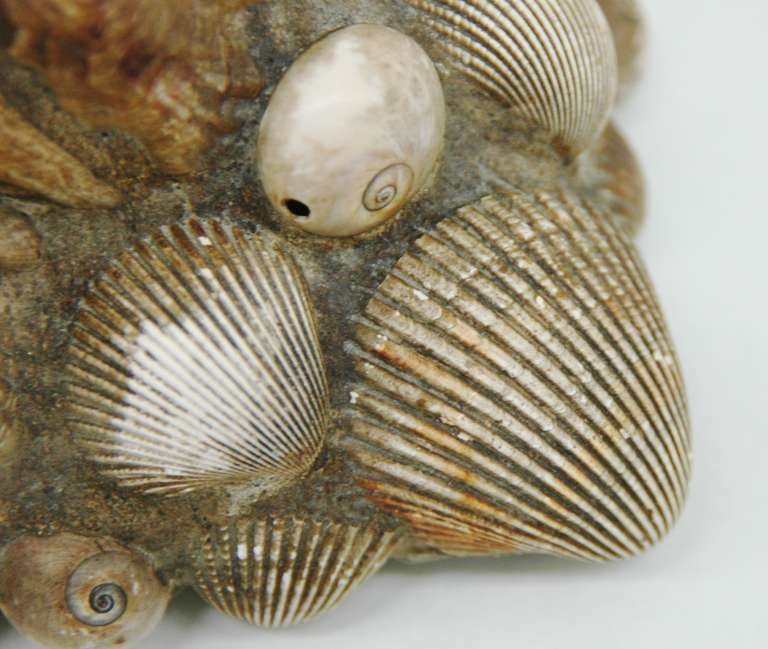 20th Century A Vintage Shell Table Lamp