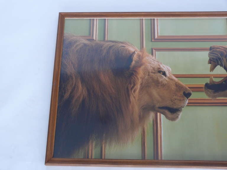 Fantastic print by William Curtis Rolf depicting a roaring tiger and stoic lion. Deyrolle is the oldest existing taxidermy business in Europe. This print is part of a series in which Rolf was permitted to move the animal objects around.