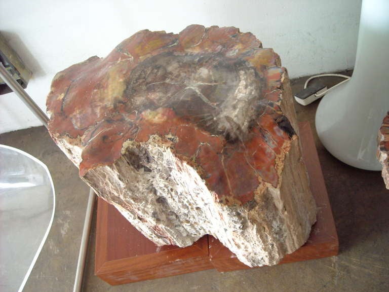 Large Polished Arizonicum Petrified Wood Table/Stool Stump Log 4