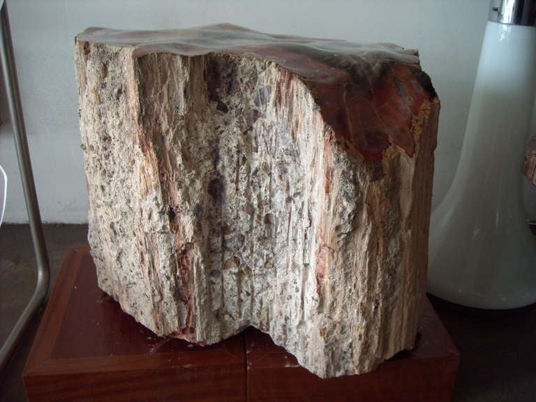 American Large Polished Arizonicum Petrified Wood Table/Stool Stump Log