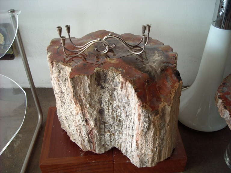 Large Polished Arizonicum Petrified Wood Table/Stool Stump Log 3