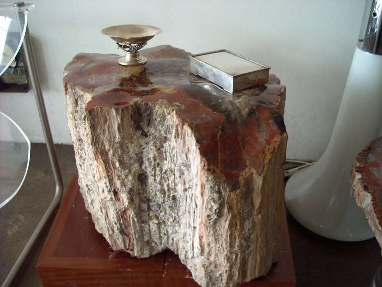 Large Polished Arizonicum Petrified Wood Table/Stool Stump Log In Excellent Condition In Los Angeles, CA