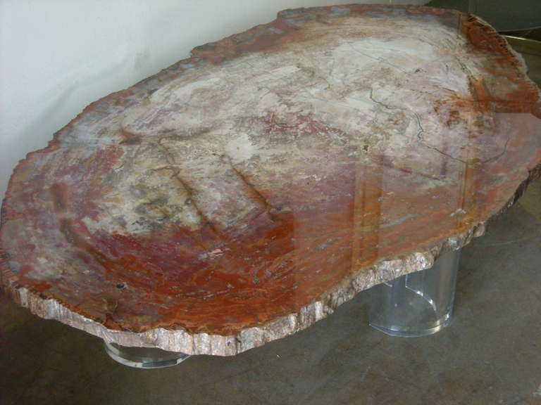 Rustic Monumental, Fossil, slice  Specimen Petrified Wood Coffee/cocktail Table.