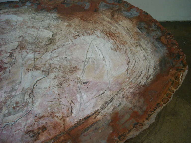 Monumental, Fossil, slice  Specimen Petrified Wood Coffee/cocktail Table. 3