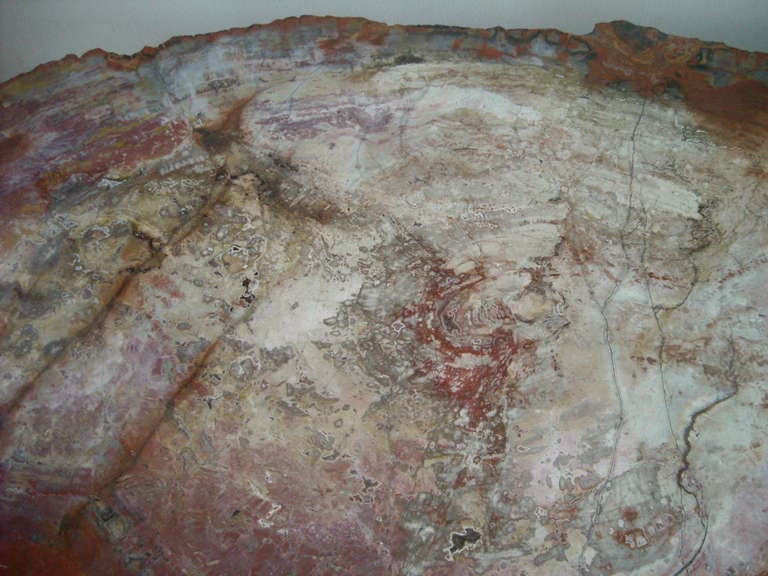 Monumental, Fossil, slice  Specimen Petrified Wood Coffee/cocktail Table. 2