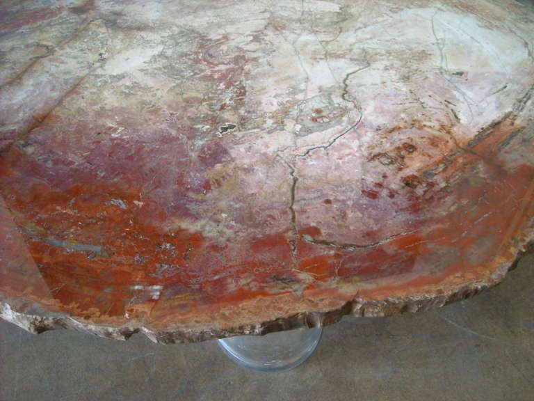 Mid-20th Century Monumental, Fossil, slice  Specimen Petrified Wood Coffee/cocktail Table.