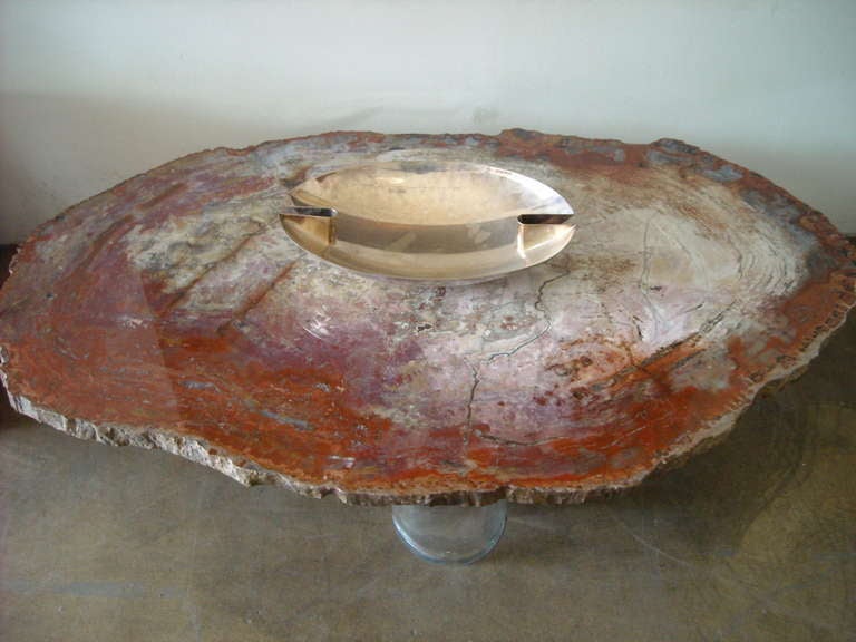 Monumental, Fossil, slice  Specimen Petrified Wood Coffee/cocktail Table. 4