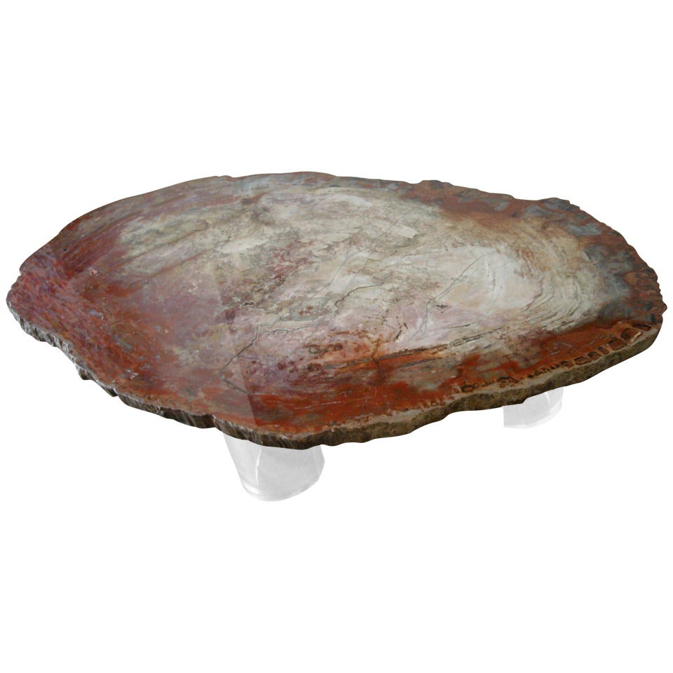 Monumental, Fossil, slice  Specimen Petrified Wood Coffee/cocktail Table.