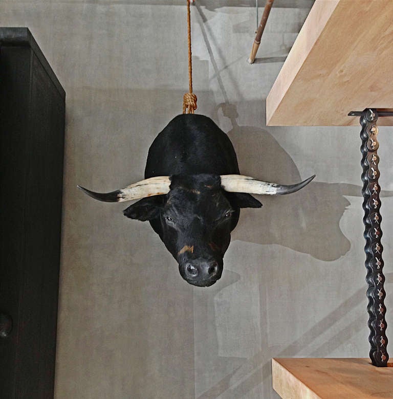 American spanish bull For Sale