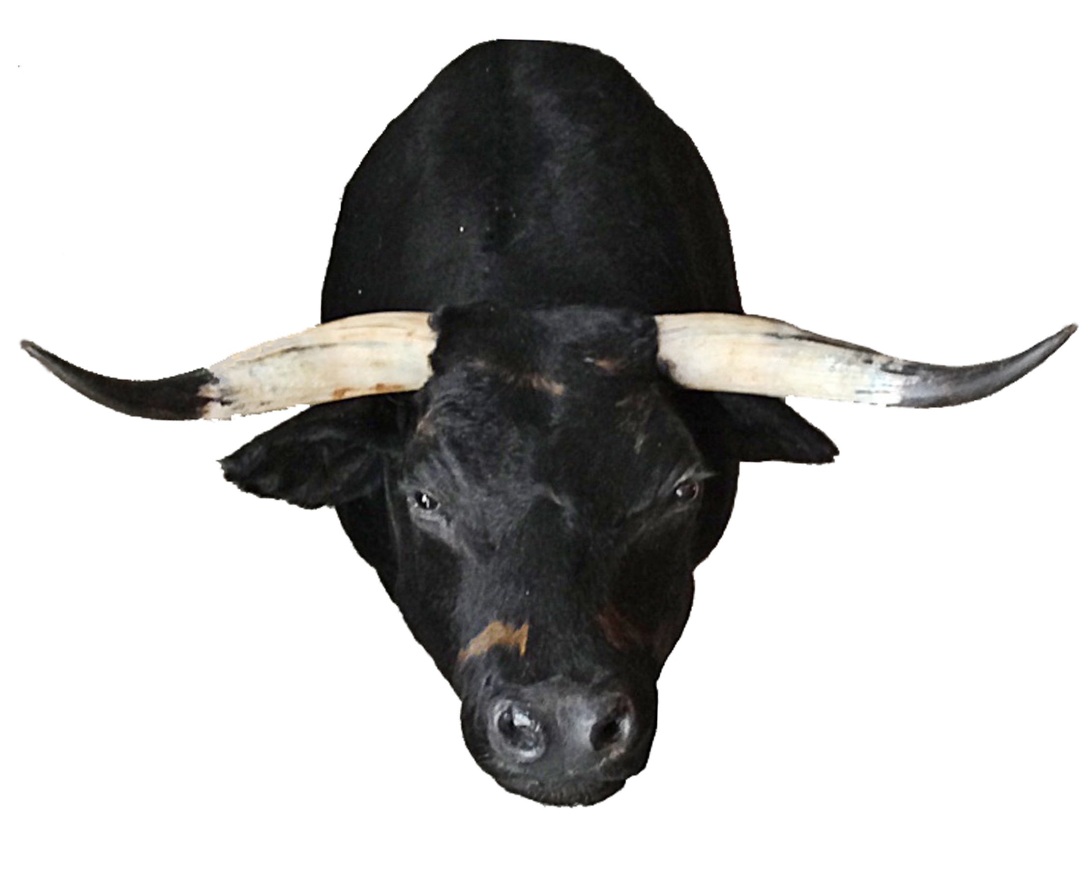 spanish bull For Sale