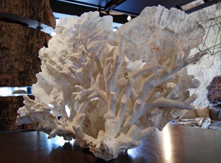 Contemporary White Coral