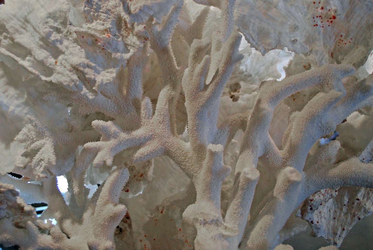 White Coral 2