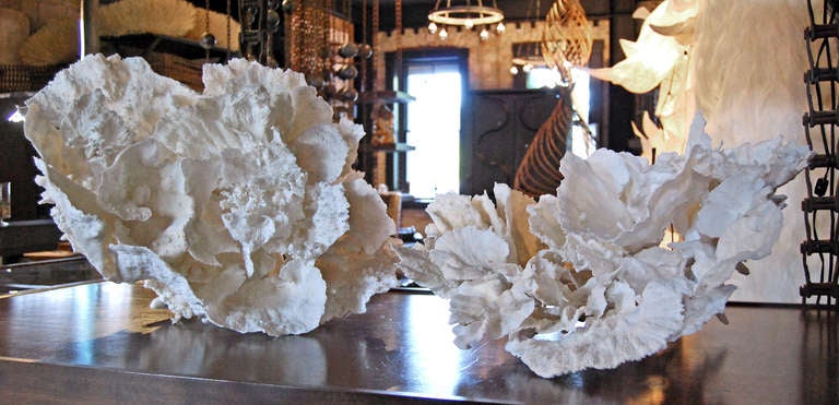 two large pieces of white coral, sold by each. contemporary
28
