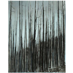 "Deep Forest" Mixed Media on Canvas by Donnie Molls