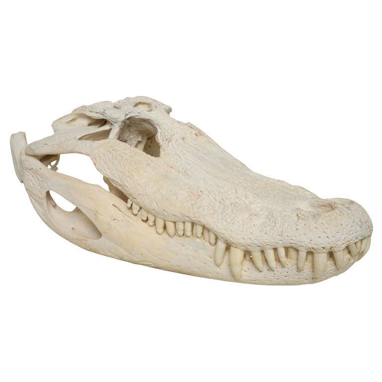 Bleached Gator Skull