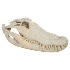 Bleached Gator Skull