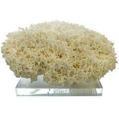 Gigantic White Spaghetti Coral Mounted Sculpture