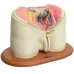 Anatomical Medical Display