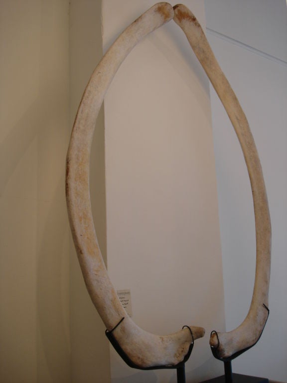 A Mounted Pair of Whale Bones