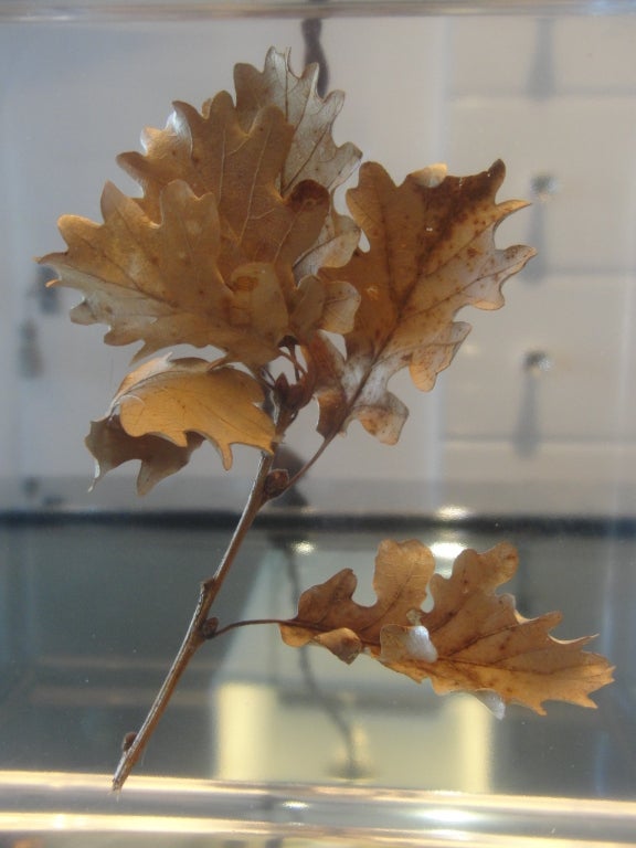 Mid-20th Century A Pierre Giraudon Resin Lamp w/ Floating Maple Leaf