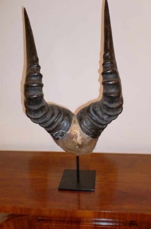 Set of Horns on base