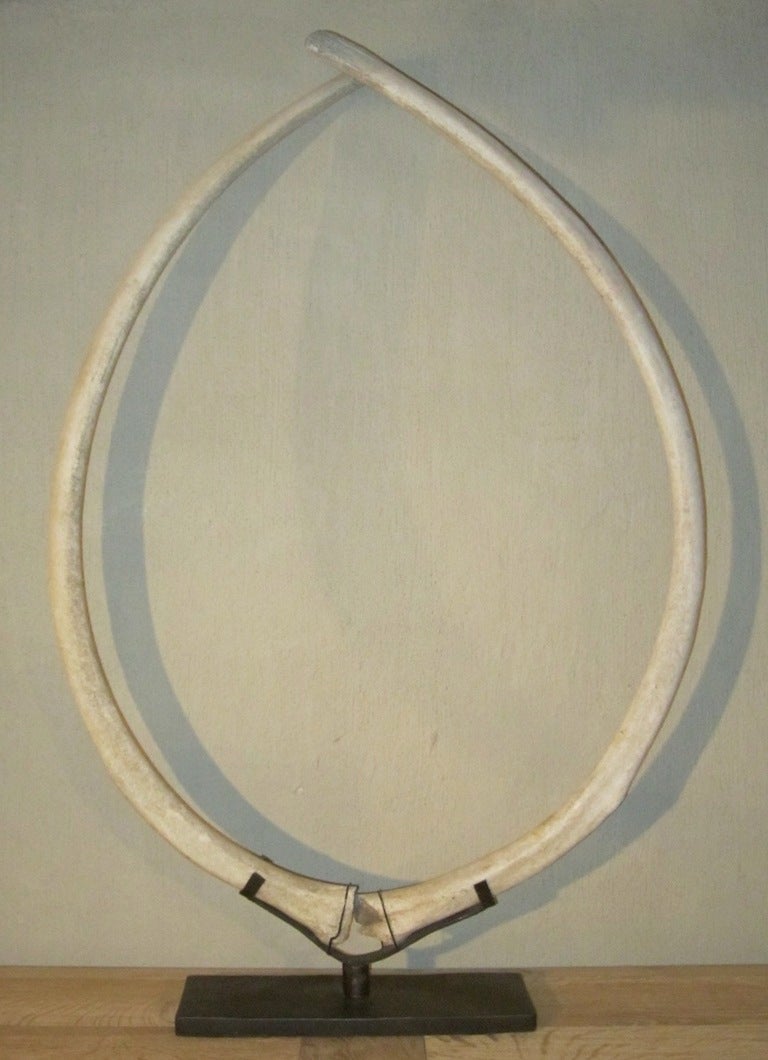 Pair Whale Ribs on Stand