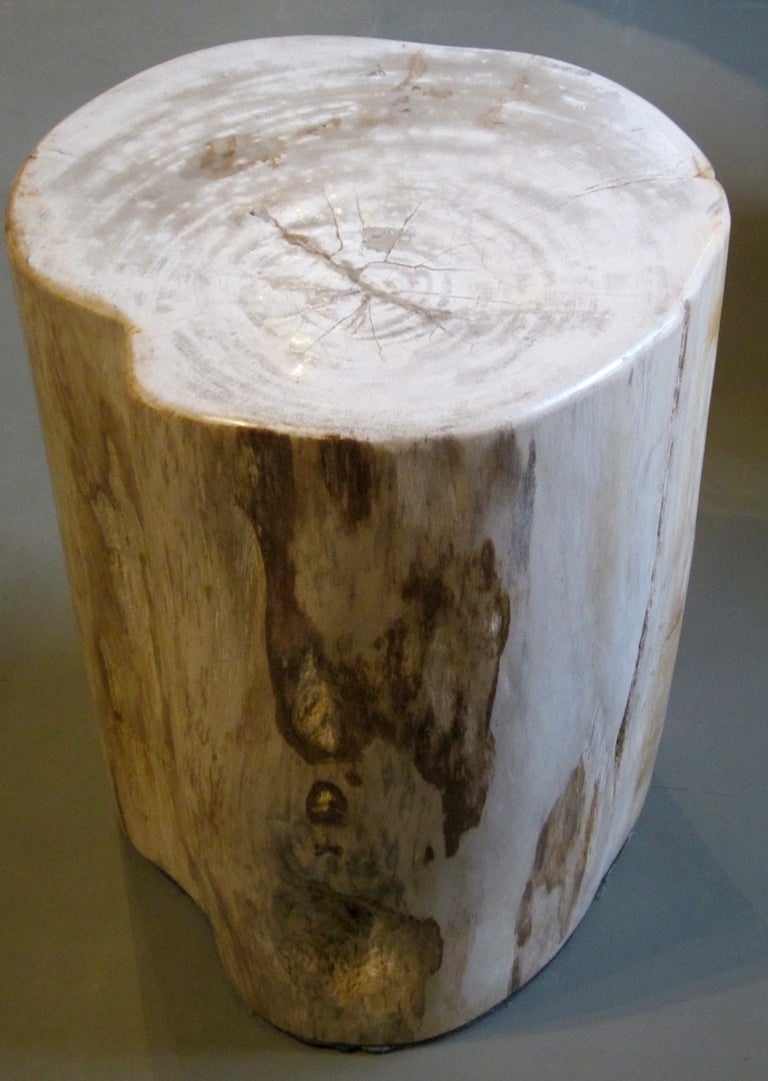 Petrified Wood Side Table