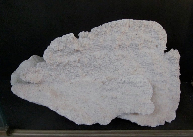 White Coral Sculpture