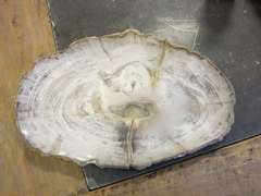 Indonesian Petrified Wood Plate