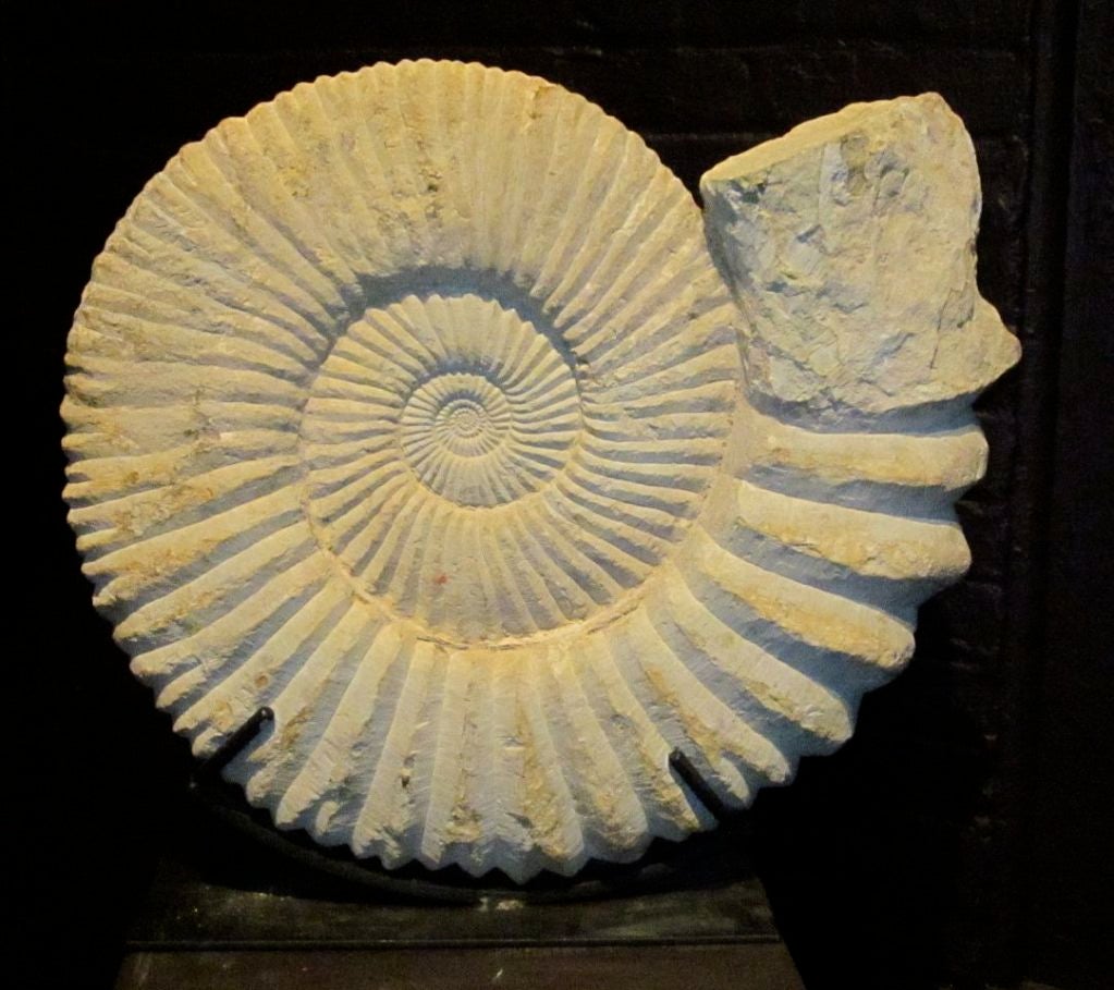 Ammonite Sculpture On Stand