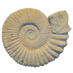 Ammonite Sculpture On Stand